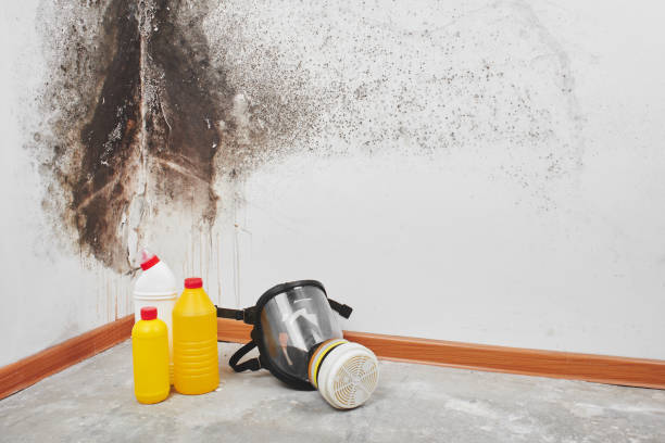 Best Fast Mold Removal  in Somerset, TX