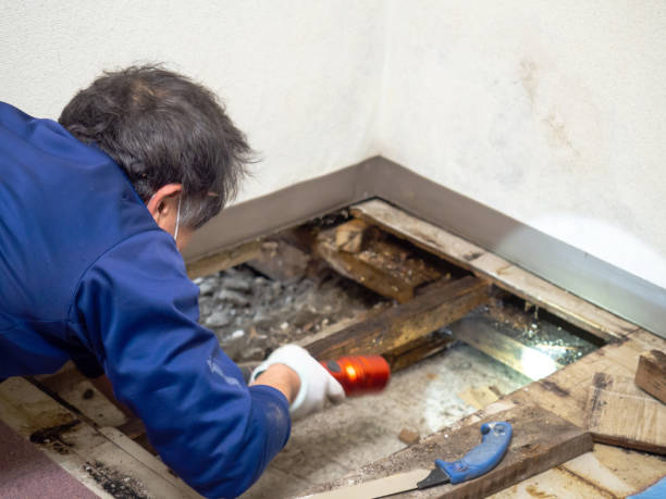 Best Water Damage Restoration  in Somerset, TX