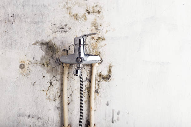 Best Commercial Mold Removal  in Somerset, TX