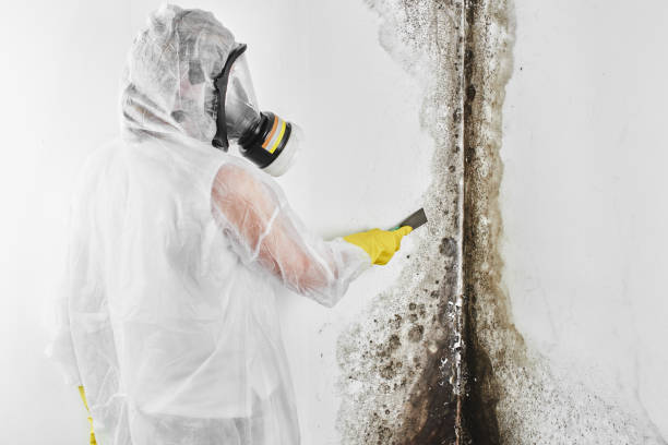 Best Attic Mold Removal  in Somerset, TX