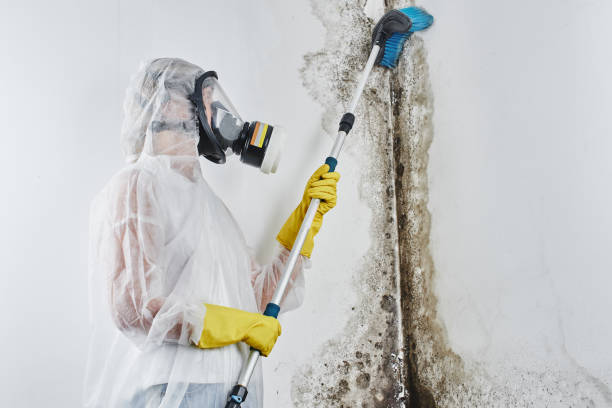 Best Affordable Mold Removal  in Somerset, TX