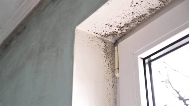 Best Home Mold Removal  in Somerset, TX