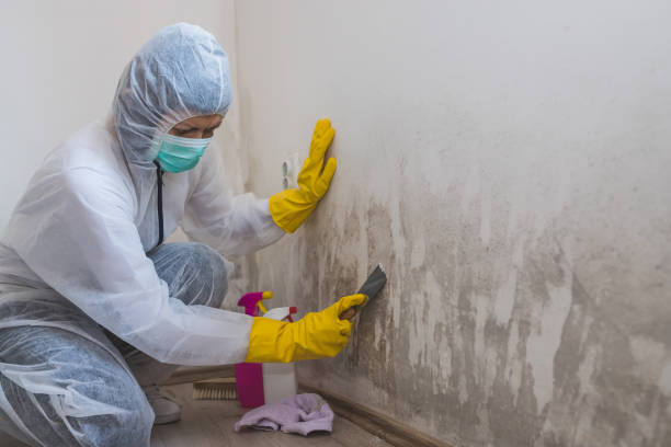 Best Mold Remediation Services  in Somerset, TX