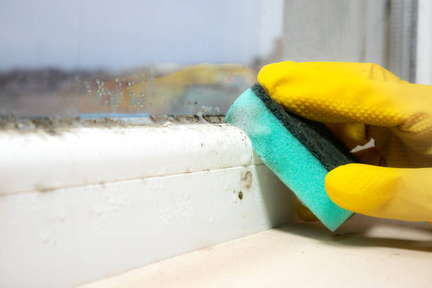 Best Mold Removal Company Near Me  in Somerset, TX