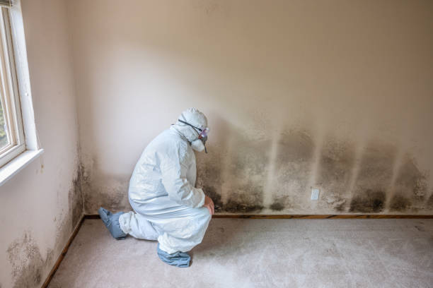 Home Mold Removal in Somerset, TX