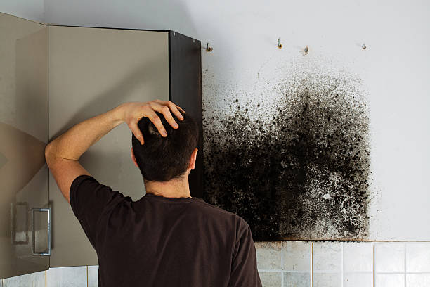 Best Commercial Mold Removal  in Somerset, TX