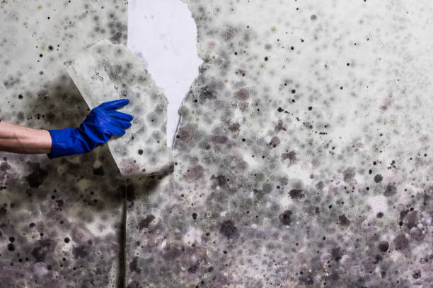Best Crawl Space Mold Removal  in Somerset, TX