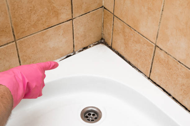 Best Same-Day Mold Removal  in Somerset, TX